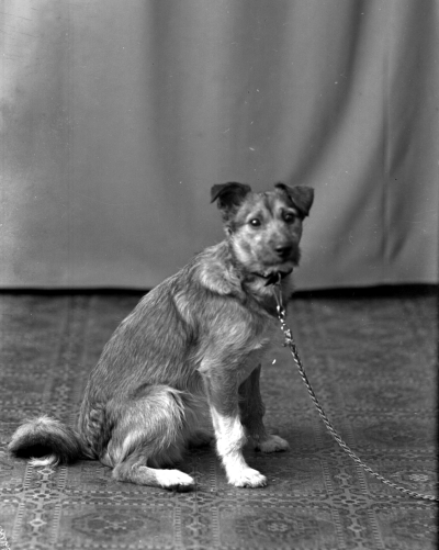 Veterinär Palmér  (hund)



Dok.080407/RS