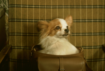 " Doggybag ? "

090416/KG