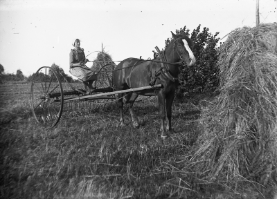 På den hästdragna räffsan sitter Mia Hansson en syster till Zante, hon var lärarinna uppåt  landet och dog 91/92. 
Hästen heter Bläsa.

Dok.090311/SJ