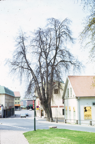 Linden i korsningen Drottninggatan / Sevedegatan