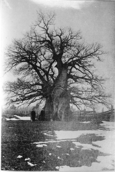 Norra Kvills ek bilden troligen från sekelskiftet 1900 eller tidigare.   