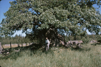 Eken Norra Kvill 

090402/KG