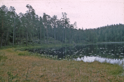 Natur skog tjärn

090402/KG