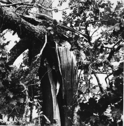 Blixtnerslag i träd 