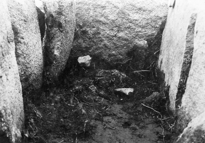 Forngravarne 
Hällkistans norra gavel. Interiör av graven med skalle och skuldra.
Den 12/6 1931