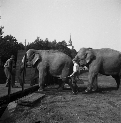 Cirkus i stan 

Dok.110523/KG