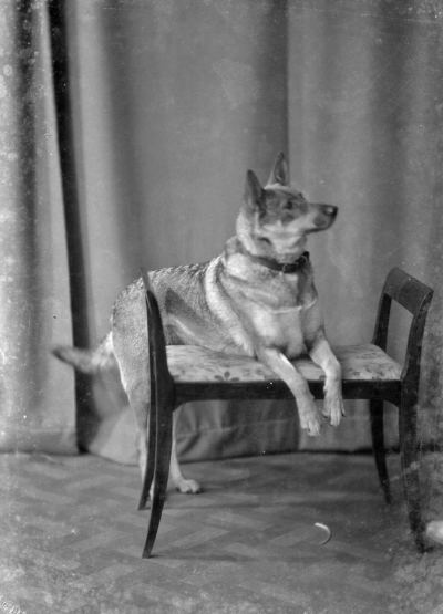 Polis Haldén  (hund)



Dok.080402/RS