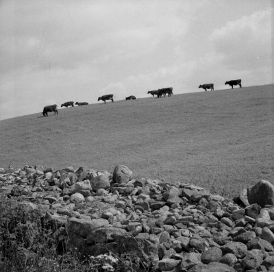 Grossfall 
Kossor på bete

Dok.110613/KG