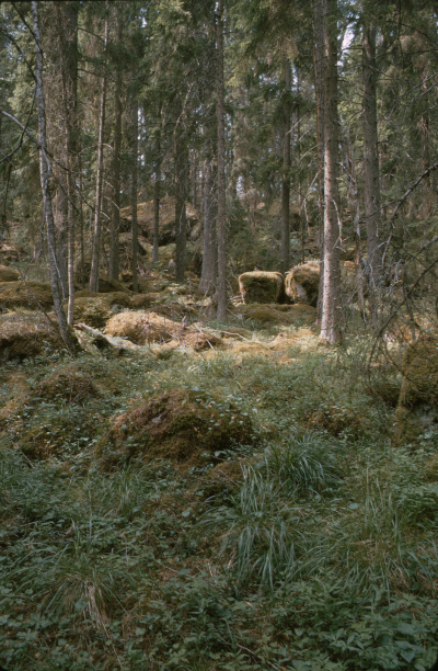 Natur skog mossbevuxna stenar

090402/KG
