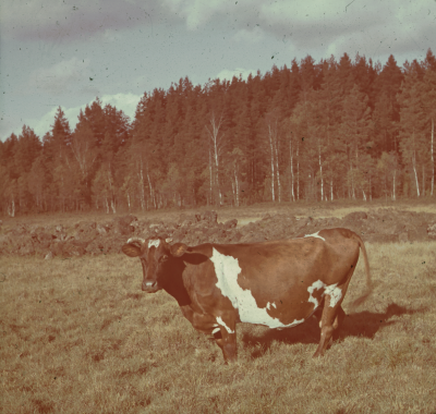 Natur " Mamma Mu " 

090518/KG
