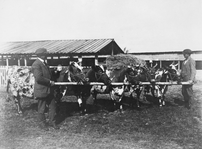 Utställningen 1920. Mannen till vänster på bilden är Uno Pettersson, Storebro, till höger står Sixten Karlsson, Gissemåla. Ayrshirekorna är också från Gissemåla och fick Norra Kalmar läns Hushållningssällskaps Hederspris. De hette Rebecka, Ingeborg, Dockan, Lena och Gabriella.                       