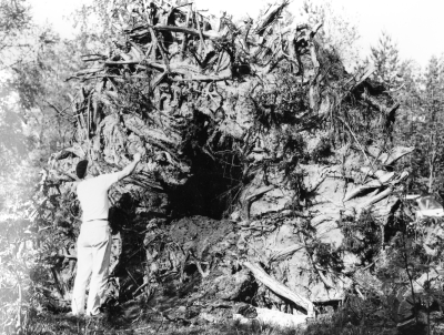 Rotvälta efter "Böda-eken" som blåste ner år 1970. Tandläkare Bertil Nyberg Vimmerby, granskar "roten".            T.E.