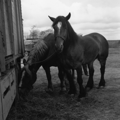 Julmarknad 
arbetshästar

Dok.100531/KG