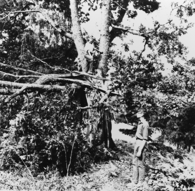 Gunnar Lönnkvist ser på en sönderblåst ek vid Skanshult.