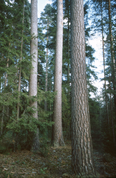 Natur tallar

090402/KG