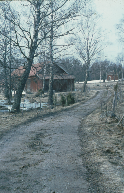 Väg björkar 

090415/KG