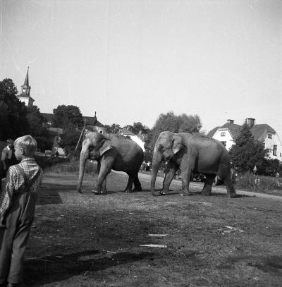 Cirkus i stan 

Dok.110523/KG