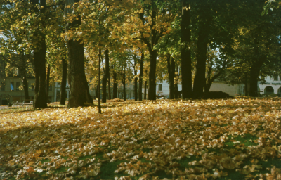 Kyrkparken i höstskrud

090421/KG