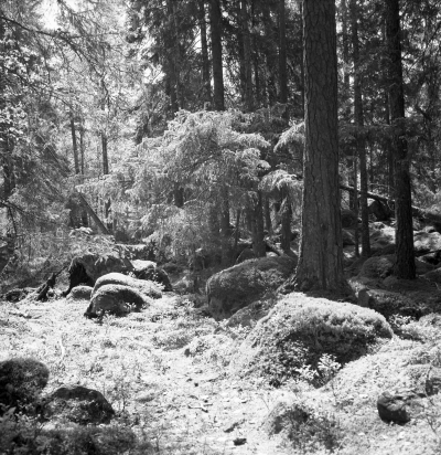 Norra Kvills nationalpark
Rumskulla

Dok.110211/KG