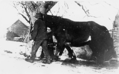 David Karlsson Hamra med skadad häst   1941   