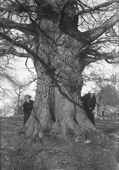 1. Irene Jonsson gift Pettersson och Ingrid Hansson gift Nilsson. Alfredsgårdseken i Pelarnehult.