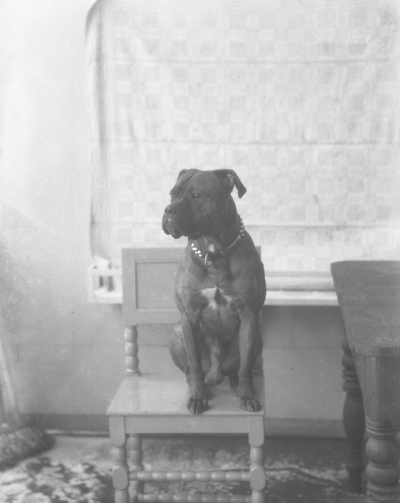 Fru Halldéns hund



Dok.080515/RS