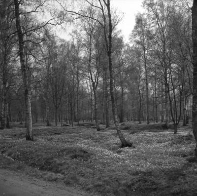 Gästgivarehagen

Dok.110614/KG