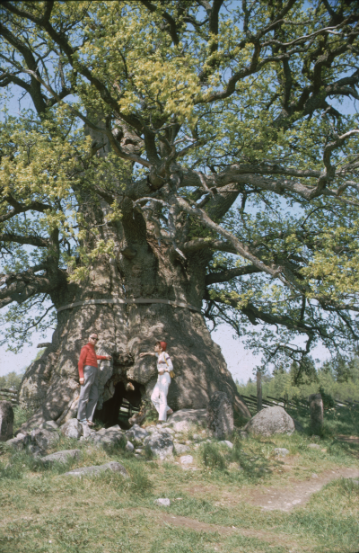 Eken Norra Kvill 

090402/KG