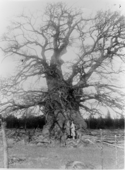 Eken Norra Kvill, Rumskulla 