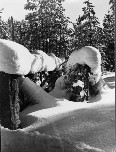 Snögirlander , Vimmerby