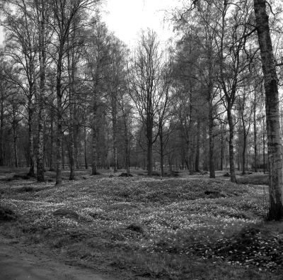 Gästgivarehagen

Dok.110614/KG