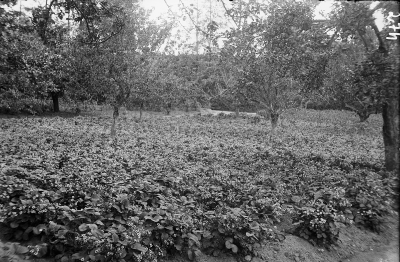 Hällebacka handelsträdgård

Många av bilderna i mappen Hällebacka kan lika gärna vara tagna kring Lidhem Locknevi.Trädgårdsmästare Johan Edvard Johansson flyttade till Hällebacka 1928 och byggde antagligen upp huset och handelsträdgården för Hällebacka omnämns inte i församlingsboken innan de flyttar dit. Johansson var trädgårdsmästare på Lidhem innan de flyttade till Vimmerby, därför är många bilder tagna där. Johan Edvard var gift med Alma Persdotter och det är deras fyra barn som förekommer på många bilder i den här mappen, Alma, Elsa, Nils och Erik Johansson. 

