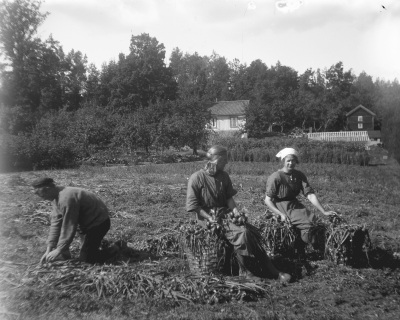 Hällebacka 

Många av bilderna i mappen Hällebacka kan lika gärna vara tagna kring Lidhem Locknevi.