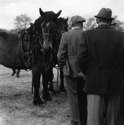 Julmarknad 
påselade draghästar

Dok.100531/KG