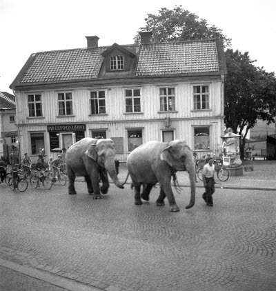 Då och då kom det cirkus till stan. För att öka intresset och locka besökare till föreställningen, som i allmänhet ägde rum intill järnvägsområdet, togs elefanterna med på en liten stadspromenad. Denna bild är från 1952. (Bildid. 17156)

