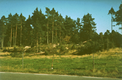 Avverkning av skog

090416/KG