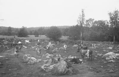 Hällebacka

Många av bilderna i mappen Hällebacka kan lika gärna vara tagna kring Lidhem Locknevi.