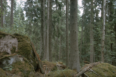 Natur granskog mossbevuxna stenar

090402/KG