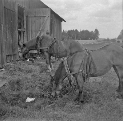 Lantbruk

Dok.110627/KG