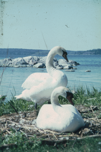 Natur
Knölsvanar
 
090514/KG

