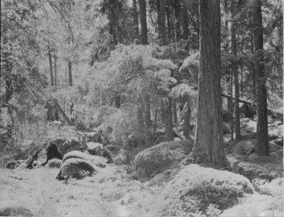 Norra Kvills nationalpark. 