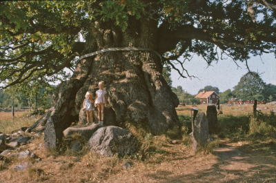 Eken Norra Kvill

090402/KG