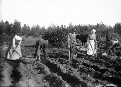 På dagsverke potatisplockning, Grägarp.
Från vänster Sofia Olsson född Ek (1866),  August Olsson (1863).
Anders Karlsson kallad Anders på berget, Ingrid Hansson, Zantes syster.
Anders Karlsson, Nyttorp och Viktor Hansson, far till Zante.

Dok.090311/SJ