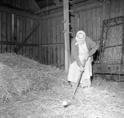 Selma Fransson tröskning med slaga

Dok.110524/KG
