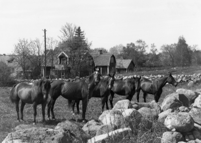 Hästar tillhörande ridklubben i Vimmerby

Dok.100528/KG