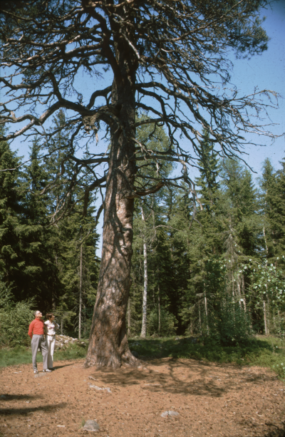 Stor tall Norra Kvill 

090402/KG