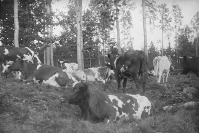 Hällebacka

Många av bilderna i mappen Hällebacka kan lika gärna vara tagna kring Lidhem Locknevi.