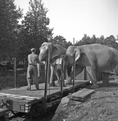 Cirkus i stan 

Dok.110523/KG