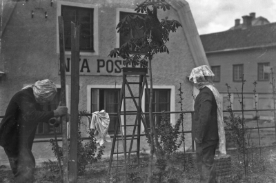Nertagning av bisvärm utanför Nya Posten, 



Dok.070711/RS