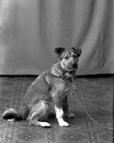 Veterinär Palmér  (hund)



Dok.080407/RS